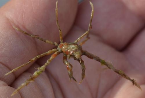 Réf. 239 955 : Inachus sp.
